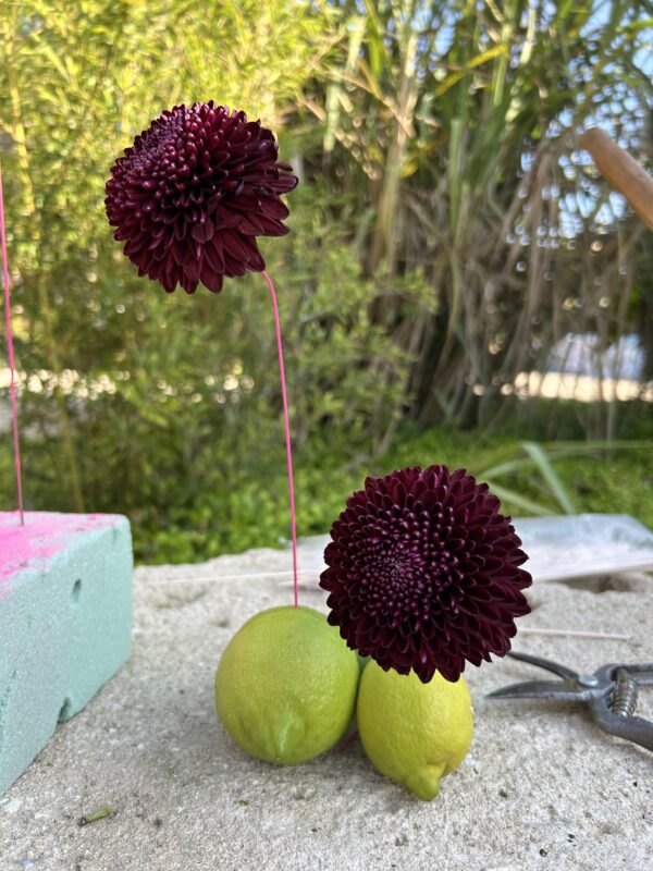 SEMINARIO online ALAMBRADO MIÉRCOLES 6 MAYO 2026