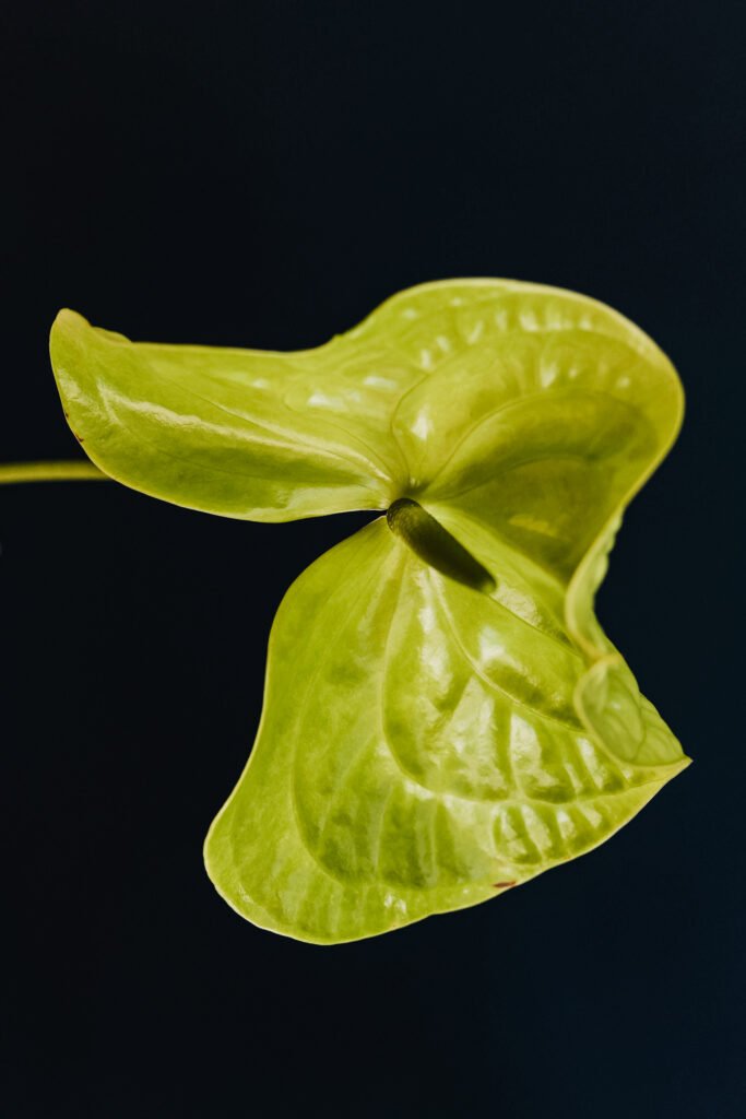 SEMINARIO COLOCAR FLORES EN JARRÓN